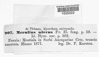 Plicatura nivea image